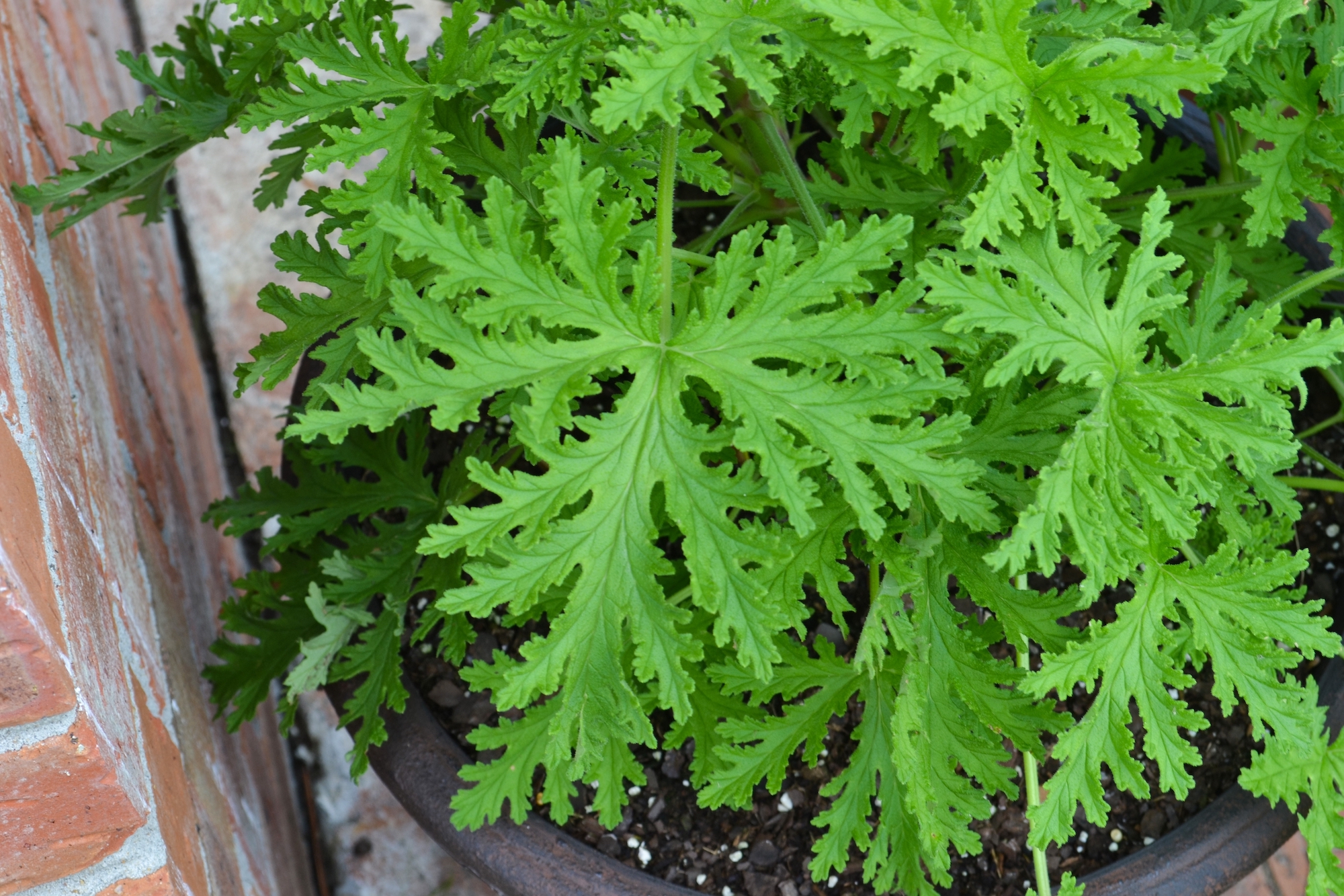 citronella leaves close-up